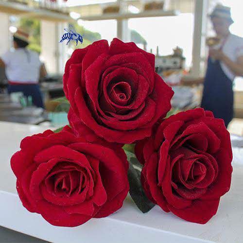 Rosa roja para enamorar - Beso Francés